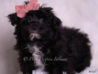 Morkie dogs Boogie - Ad 40
