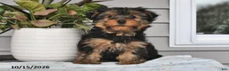 Yorkshire Terrier dogs for sale: Tilly - Ad 4