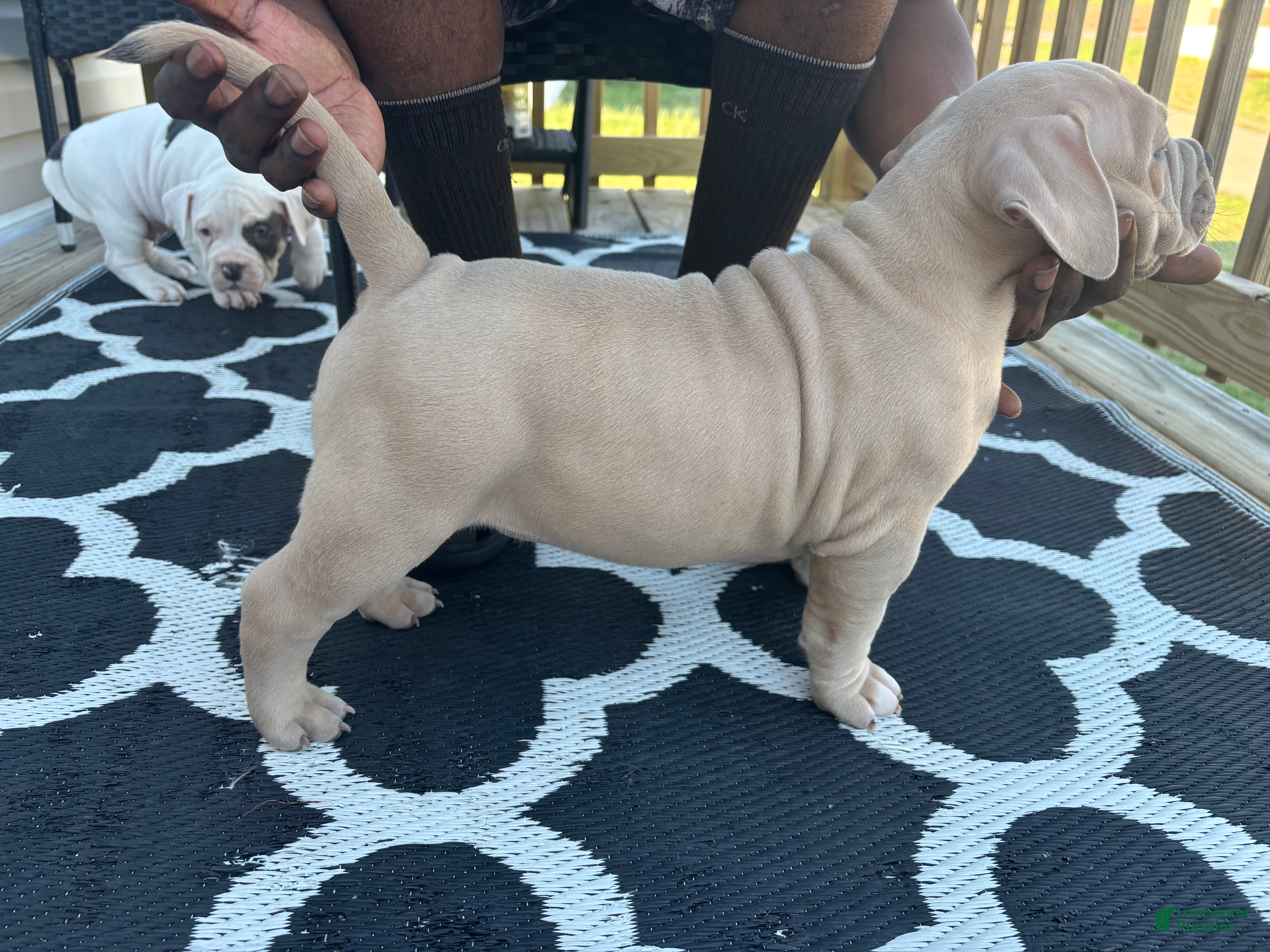American Bully dogs American Bully Puppy 2 - Ad 36