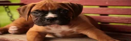 Boxer dogs for sale: Hank - Ad 8