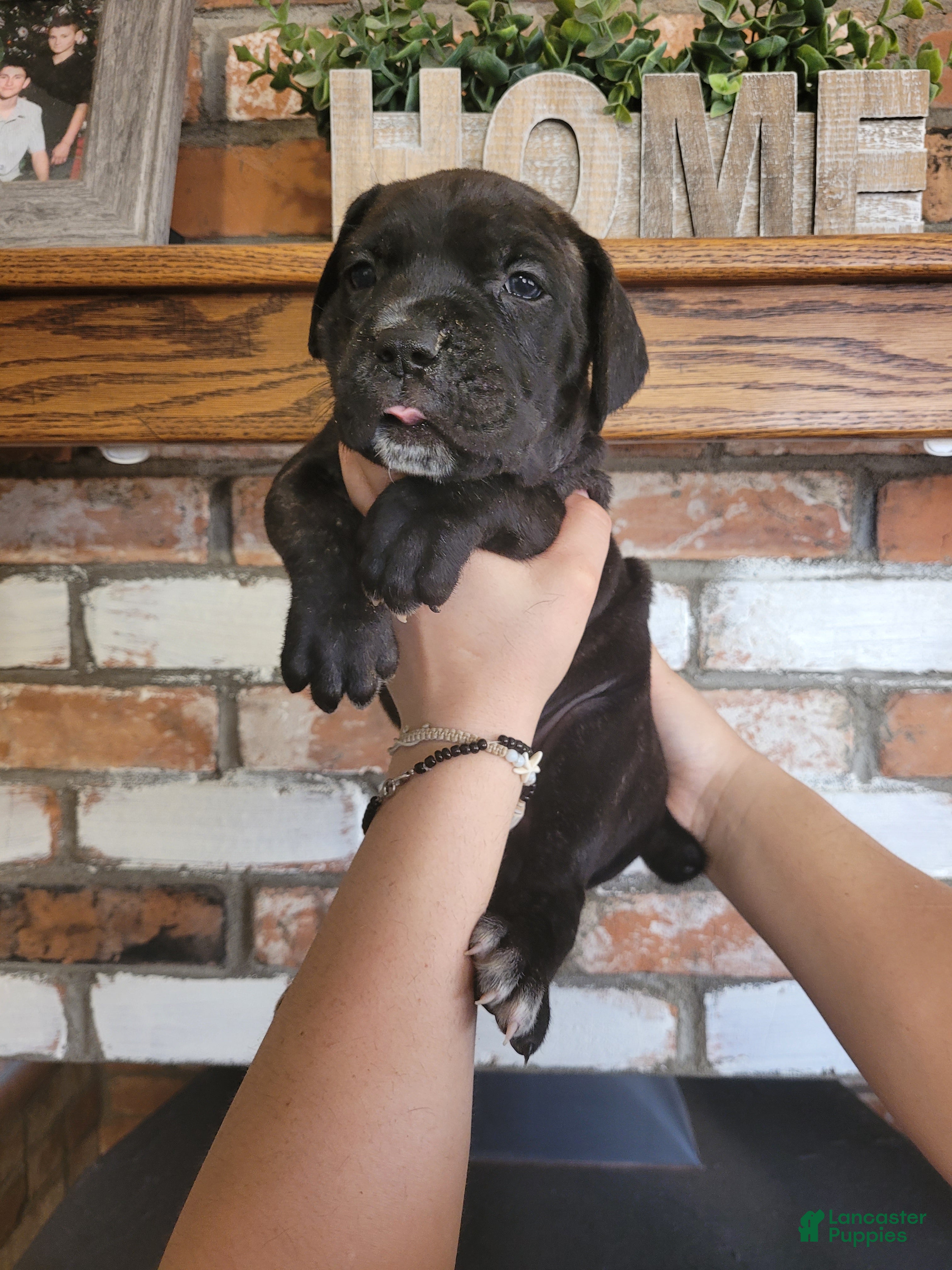 Cane Corso dogs Trinity  - Ad 2