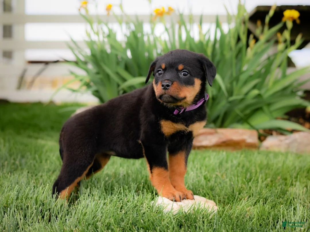 Rottweiler dogs for sale: Ulani - Ad 1