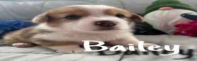 Bailey