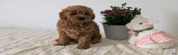 Mini Goldendoodle dogs for sale: Lady - Ad 7