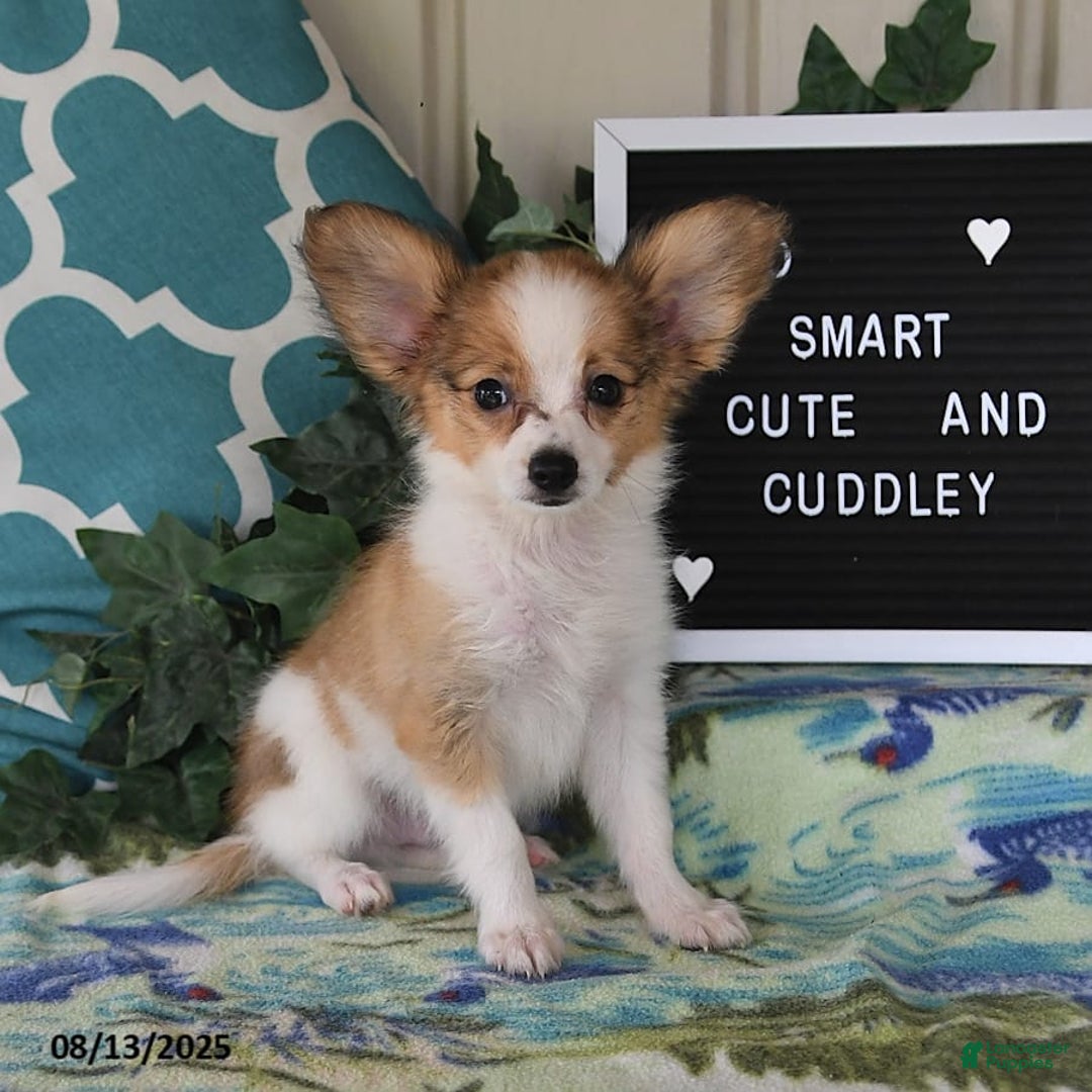 Papillon dogs for sale: Shadow - Ad 8