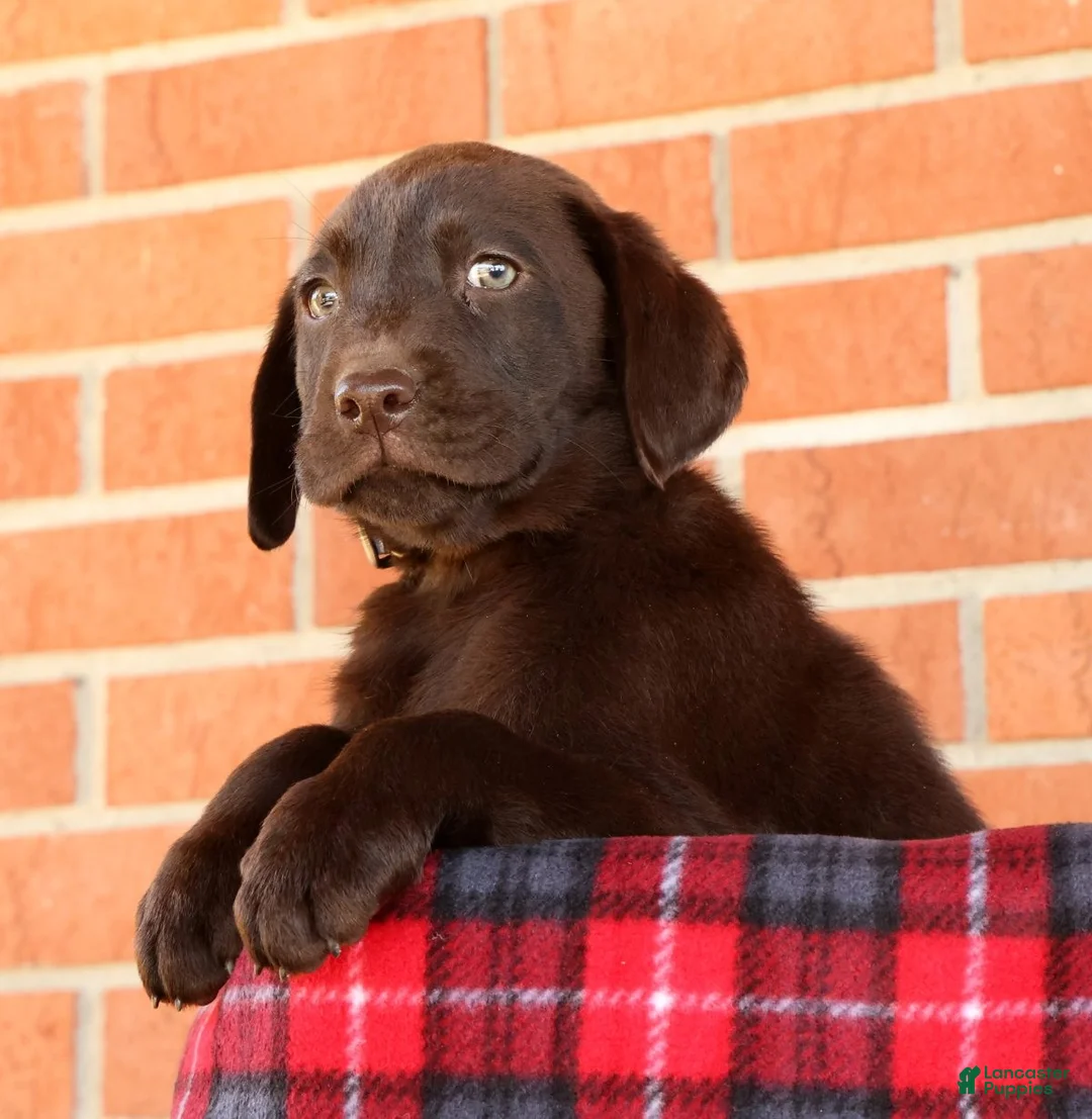 Labrador Retriever dogs for sale: Remy - Ad 2