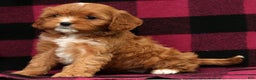 Cavapoo dogs for sale: Angel - Ad 9