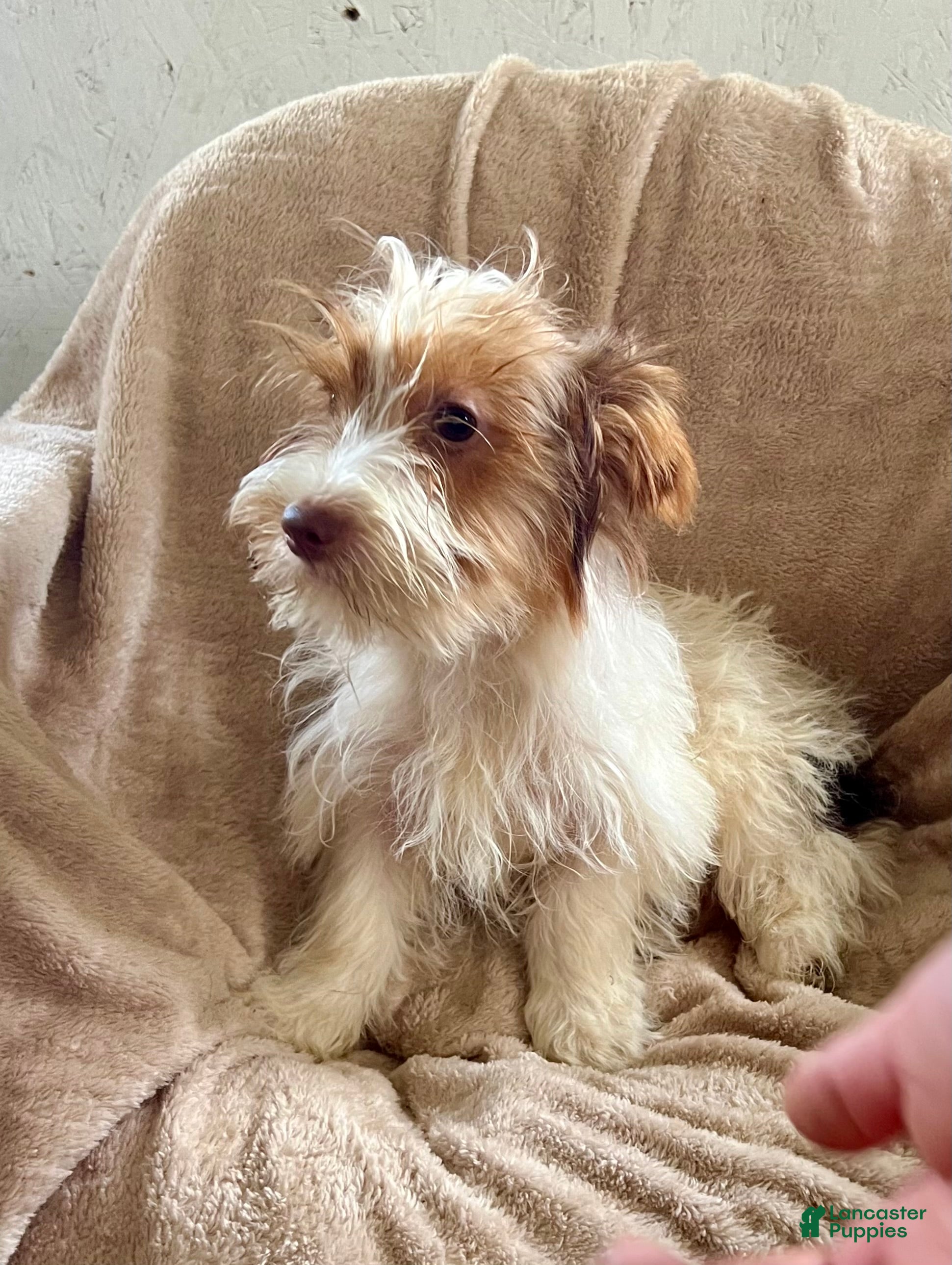 Yorkshire Terrier dogs Parti- Yorkshire Terrier NOAH  - Ad 1