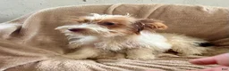 Yorkshire Terrier dogs for sale: Parti- Yorkshire Terrier NOAH  - Ad 1