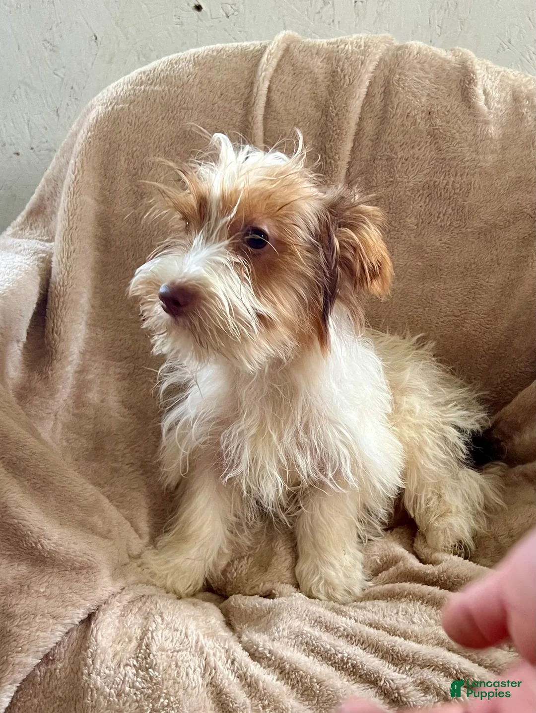 Yorkshire Terrier dogs for sale: Parti- Yorkshire Terrier NOAH  - Ad 1
