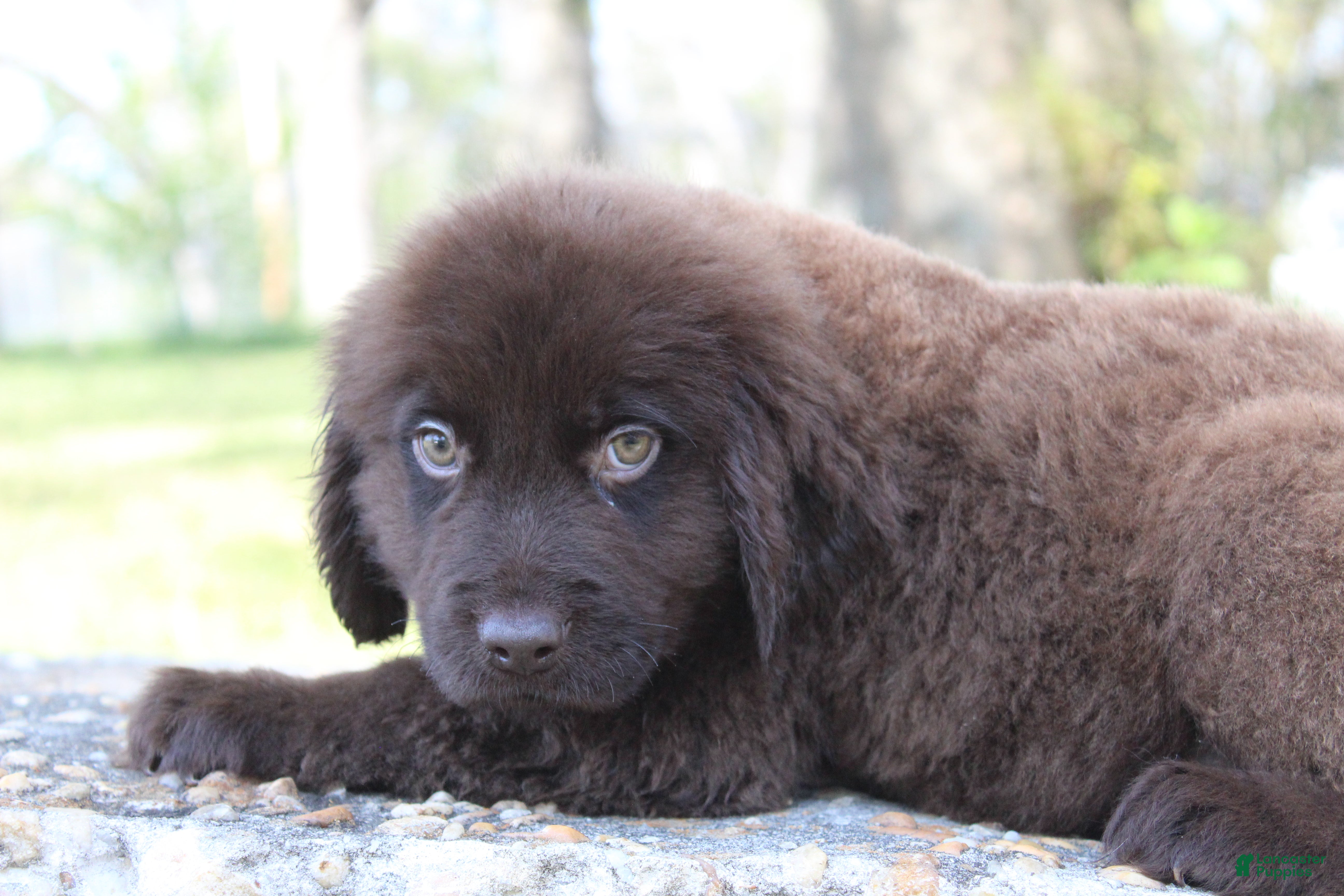 Newfoundland dogs Buddy - Ad 2