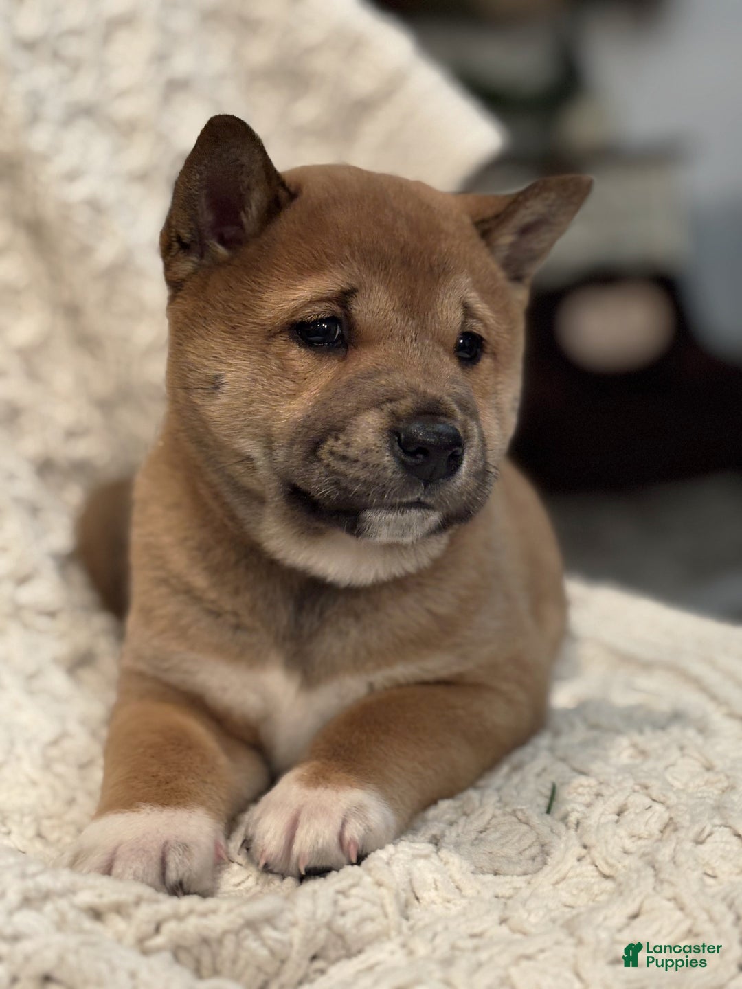 Shiba Inu dogs for sale: Douglas - Ad 4