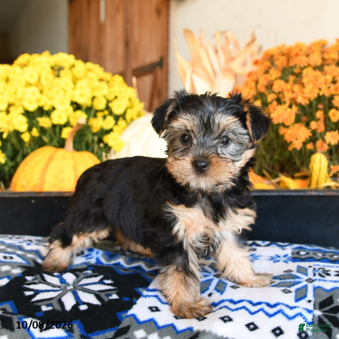 Shorkie dogs for sale: Taffy - Ad 2