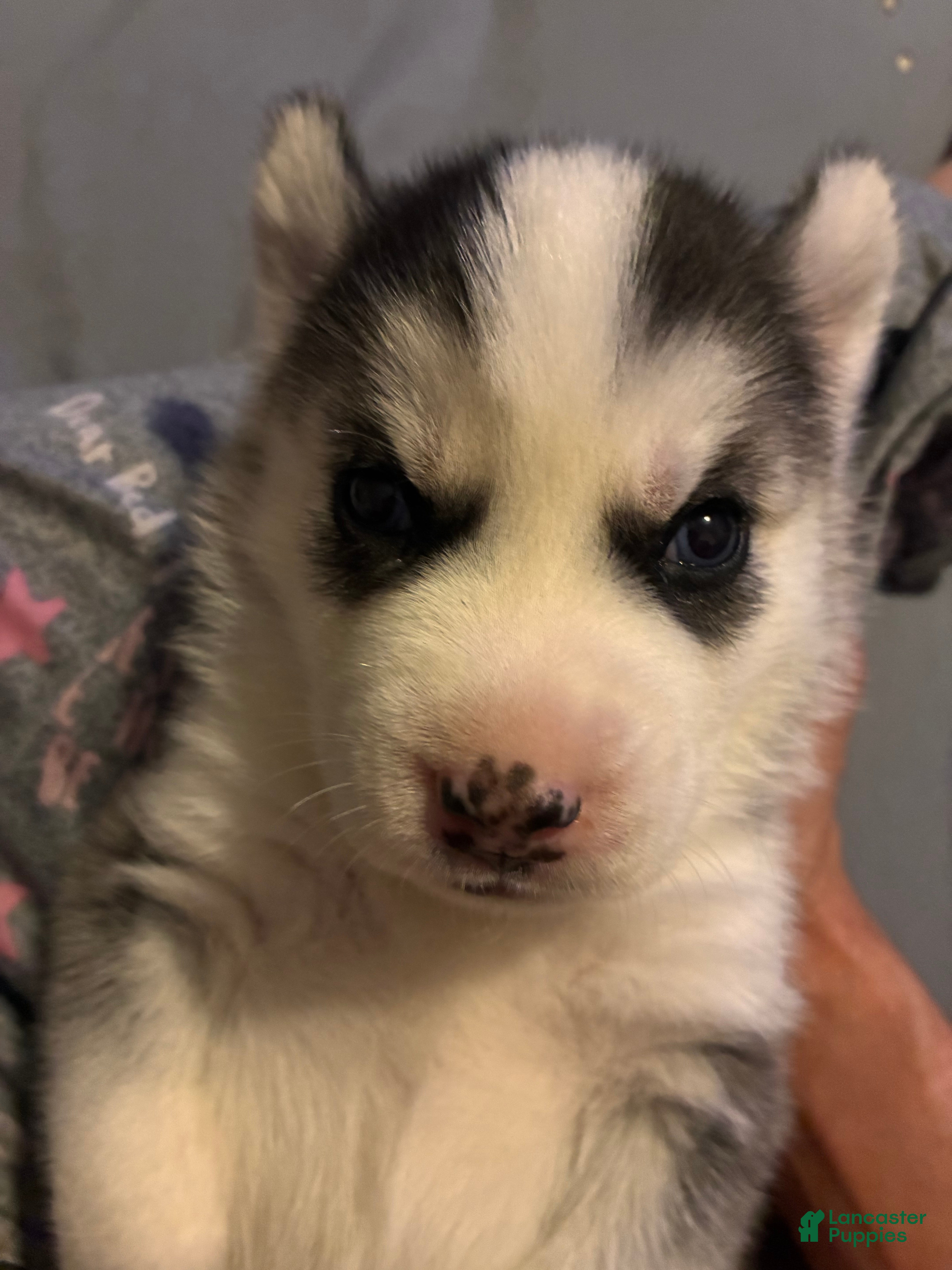 Siberian Husky dogs Siberian Husky Puppy 2 - Ad 39