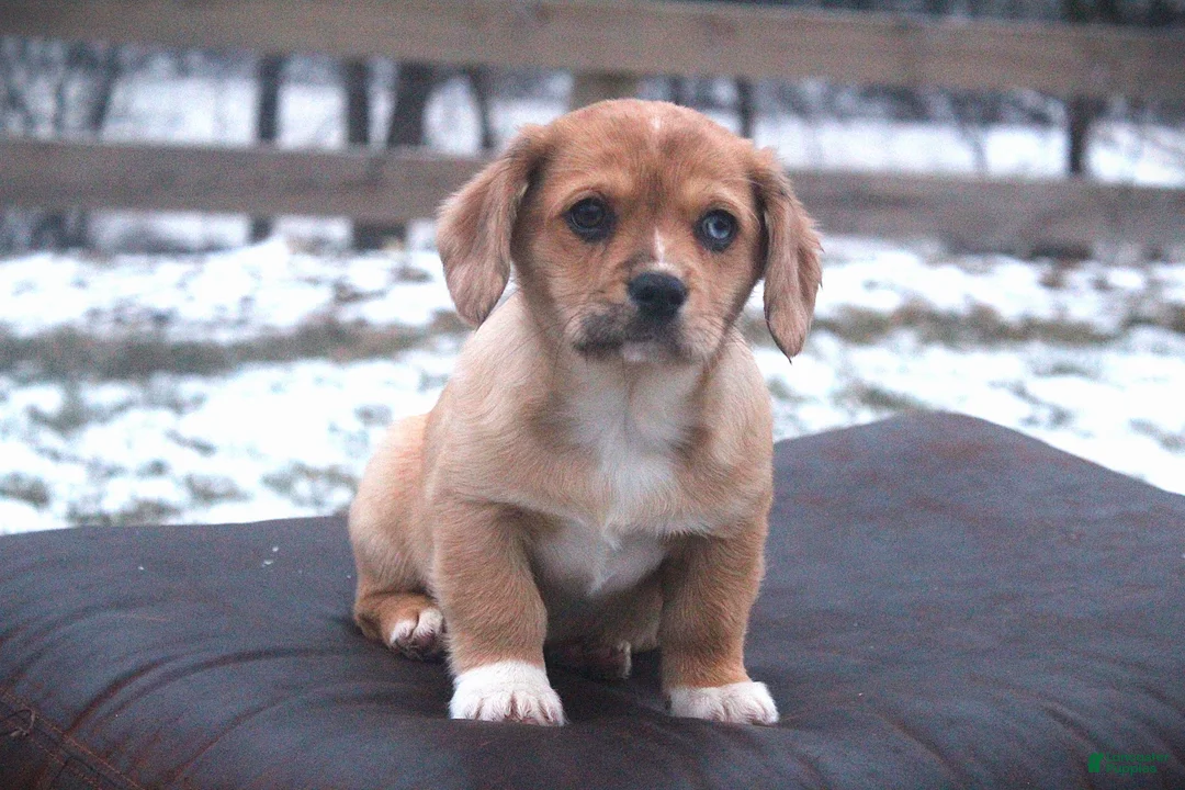 Mixed Breed dogs for sale: Adelise - Ad 3