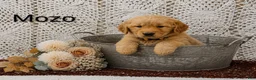 Golden Retriever dogs for sale: Mozo - Ad 2