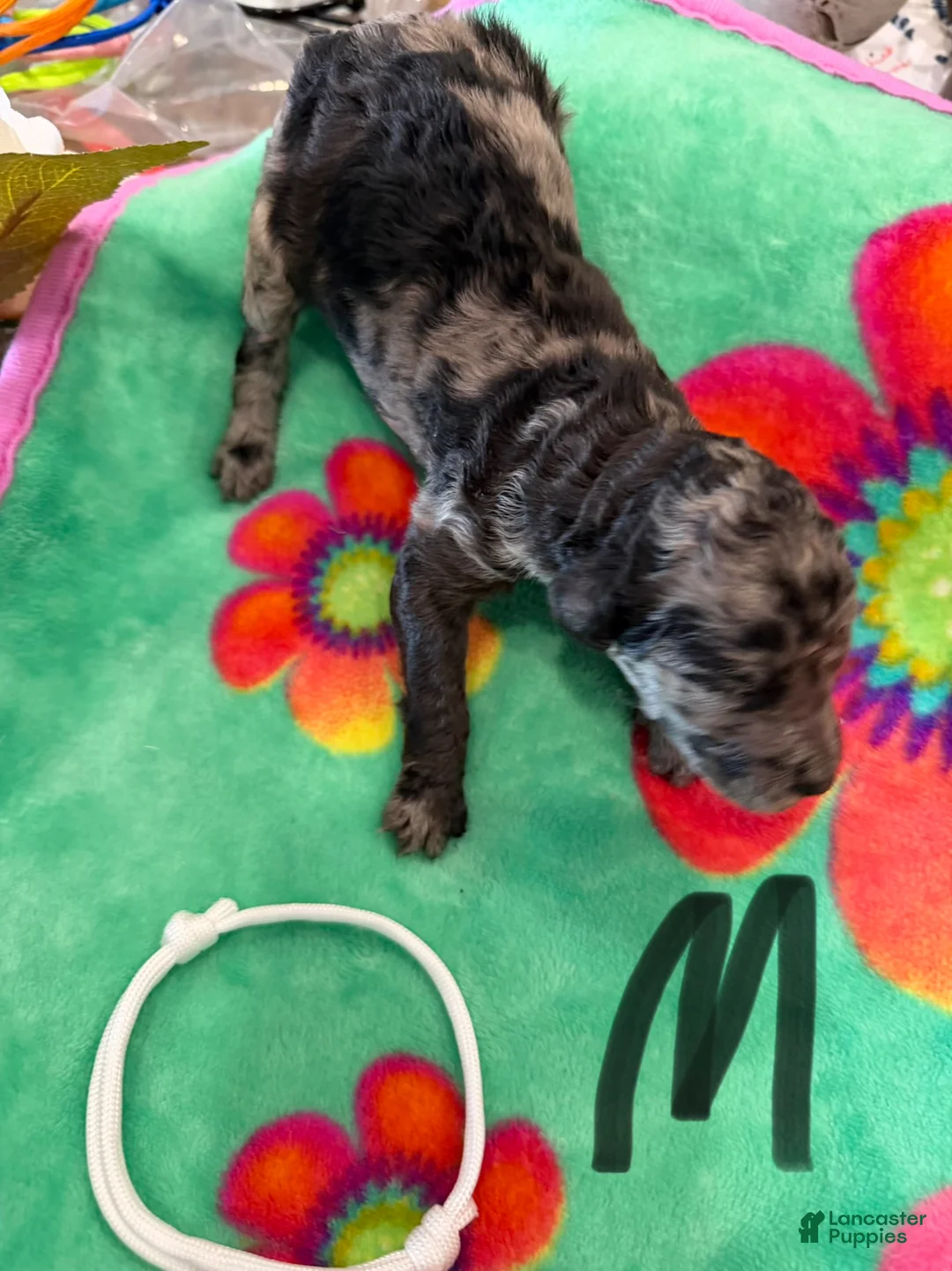 Standard Poodle dogs for sale: Standard Poodle Puppy 2 - Ad 2