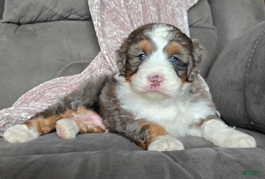 Mini Bernedoodle dogs for sale: Mini Bentley - Ad 3