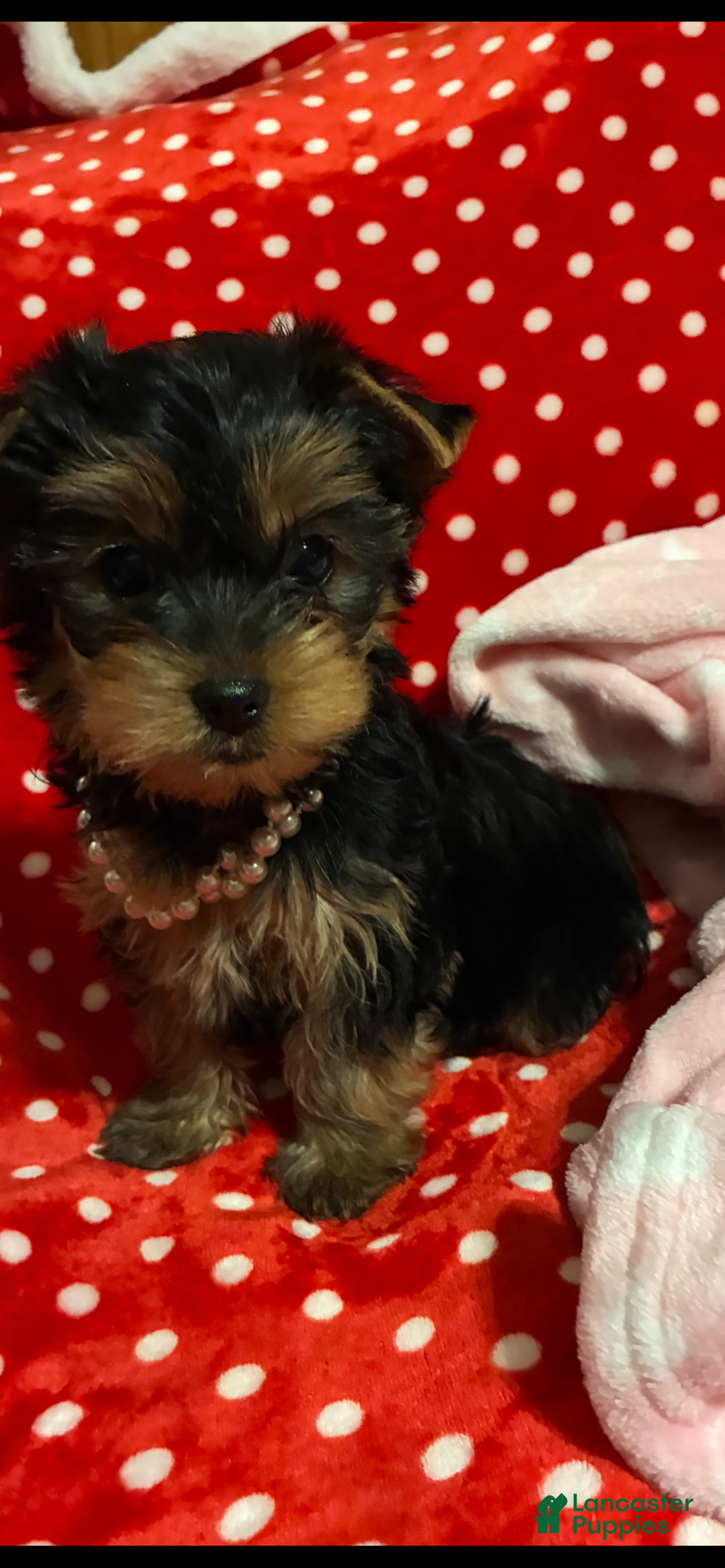 Yorkshire Terrier dogs for sale: Yorkshire Terrier Puppy 2 - Ad 1