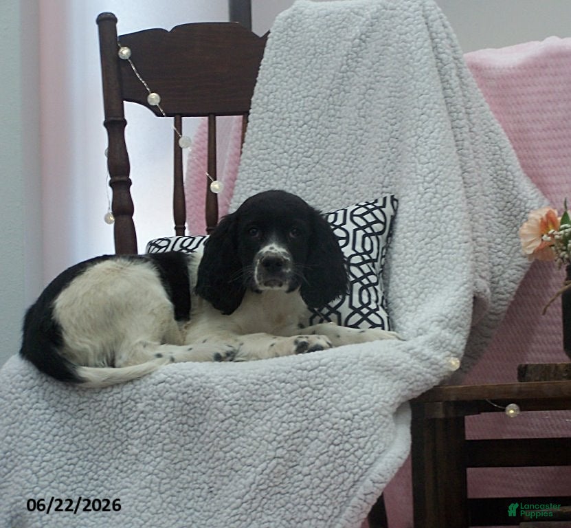 English Springer Spaniel dogs Blossom - Ad 2