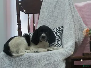 English Springer Spaniel dogs Blossom - Ad 2