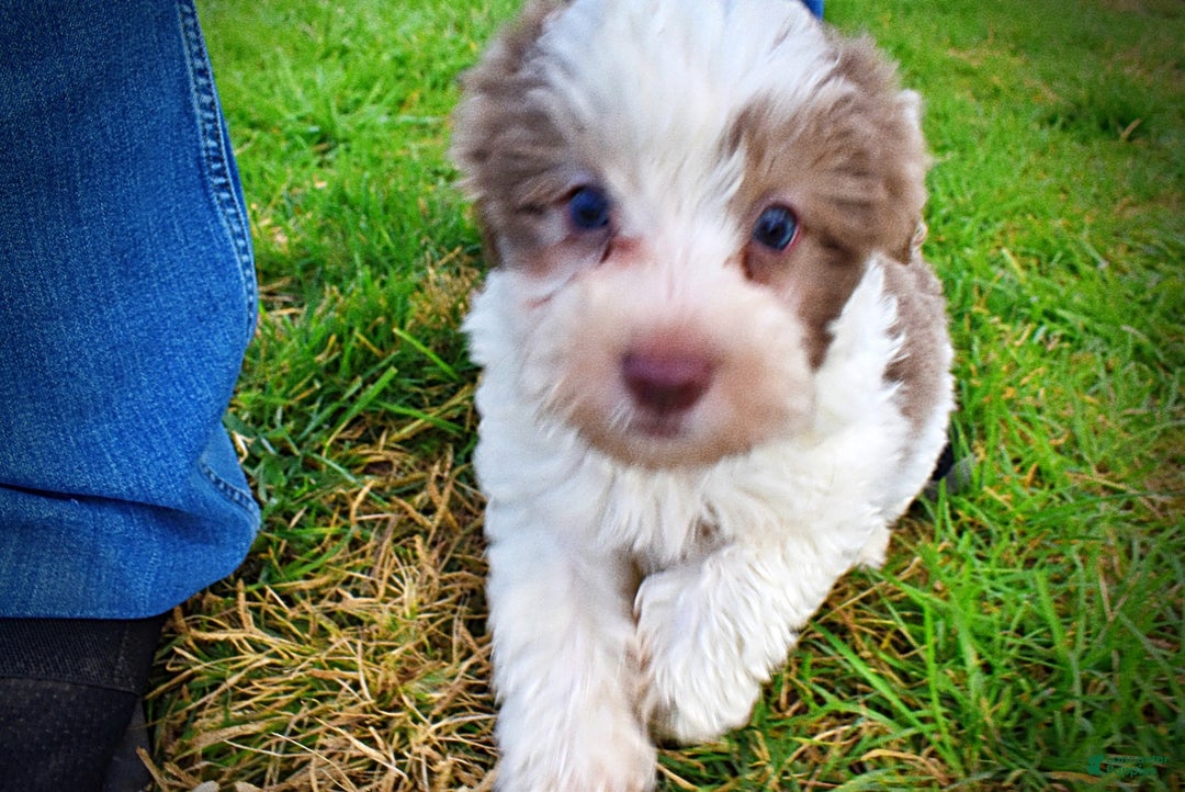 Havapoo dogs for sale: Nabisco - Ad 25