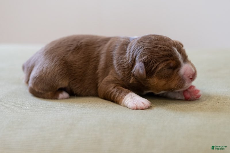 Miniature Australian Shepherd dogs Mama Odie - Ad 1