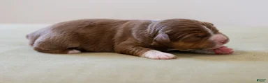 Mama Odie