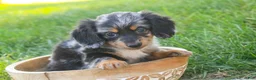 Miniature Dachshund dogs for sale: Belle Miniature Dachshund  - Ad 6