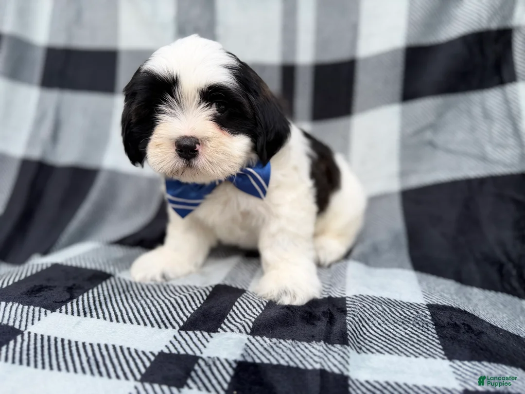 Shih Tzu dogs for sale: Simon - Ad 10
