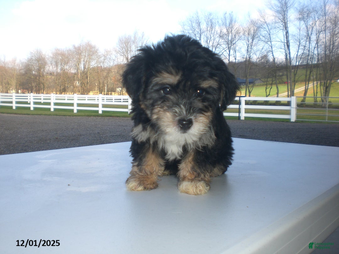 Yorkiepoo dogs for sale: Tina - Ad 7