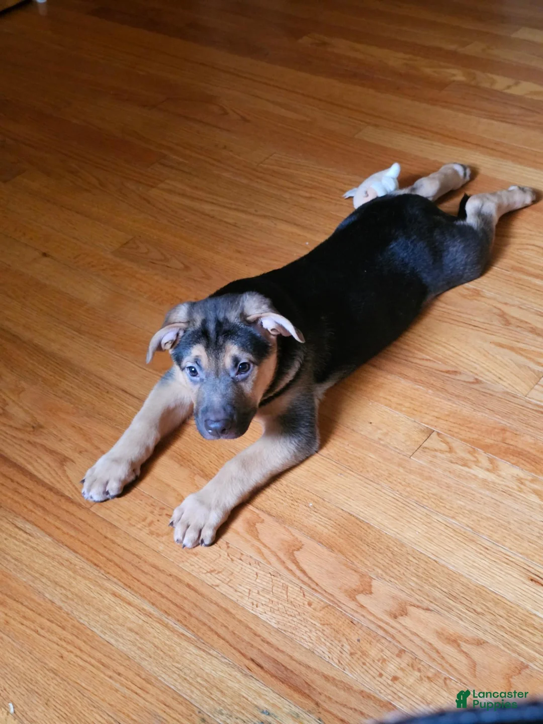 Mixed Breed dogs for sale: Clue - Ad 2