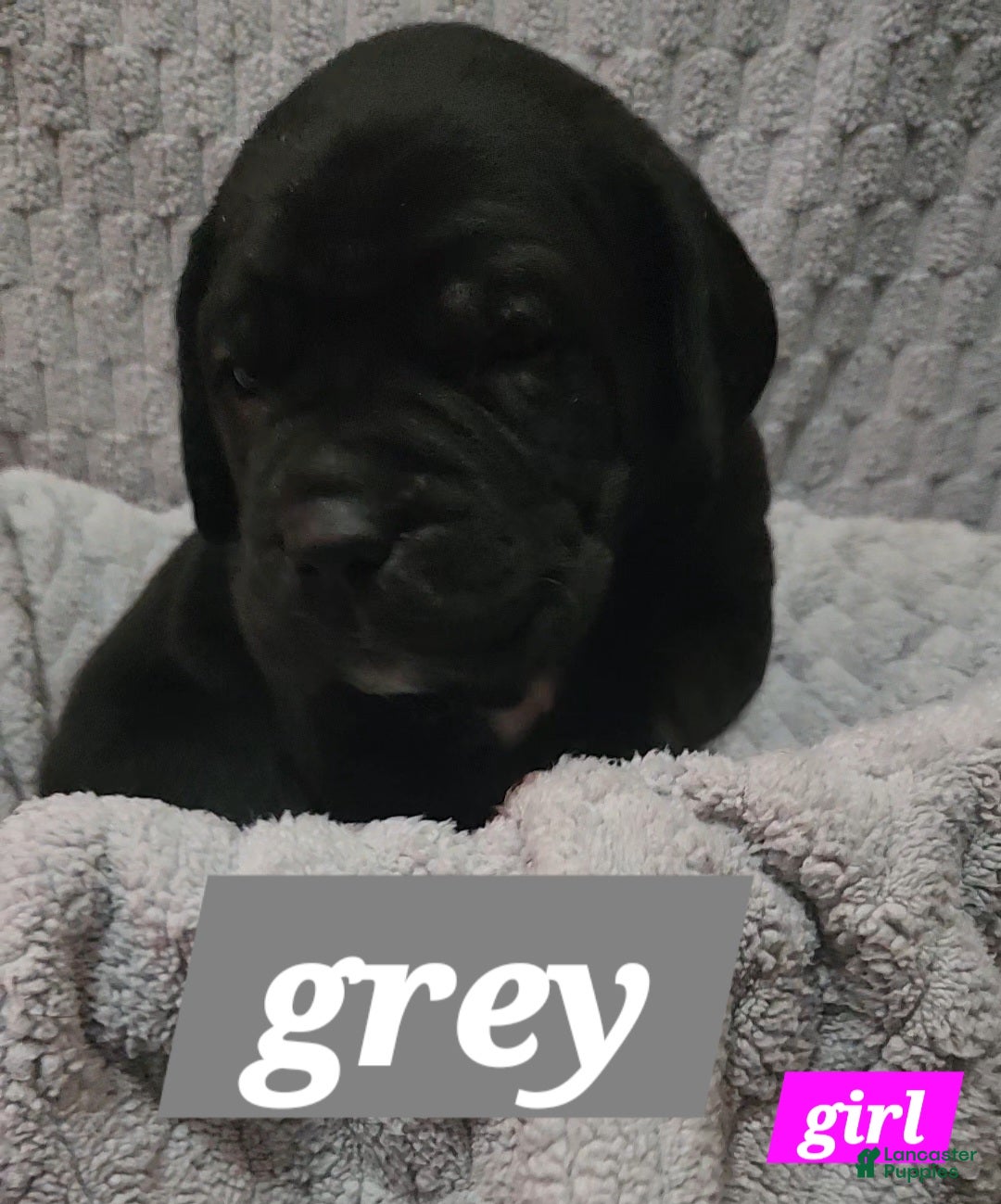 Cane Corso dogs Cane Corso Puppy 4 Page - Ad 21