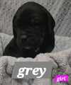 Cane Corso Puppy 4 Page