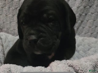 Cane Corso dogs Cane Corso Puppy 4 Page - Ad 5