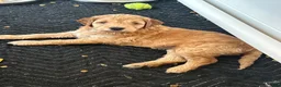 Irish Doodle dogs for sale: Duke  - Ad 7