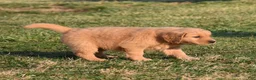Golden Retriever dogs for sale: Daisy     Genetic/OFA - Ad 19
