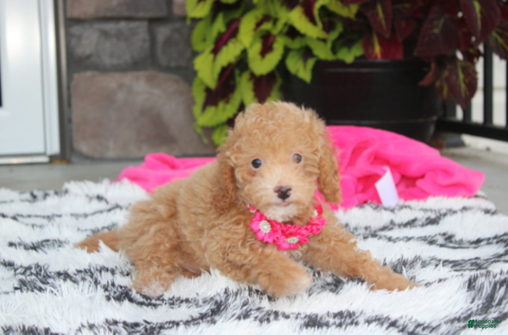 Bichpoo dogs Kalila  - Ad 1