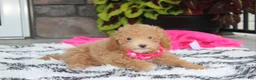Bichpoo dogs for sale: Kalila  - Ad 1