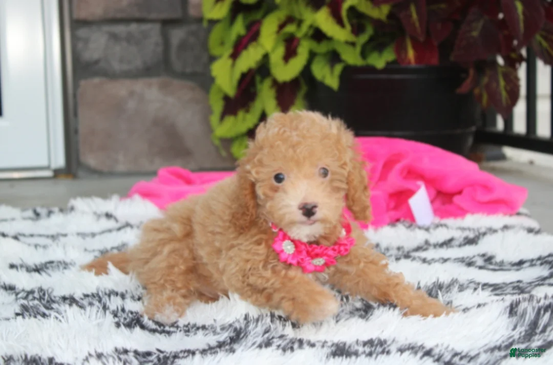 Bichpoo dogs for sale: Kalila  - Ad 1