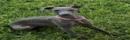 Italian Greyhound dogs for sale: Austin - Ad 13