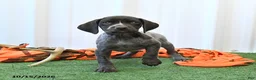 German Shorthaired Pointer dogs for sale: Libby - Ad 4