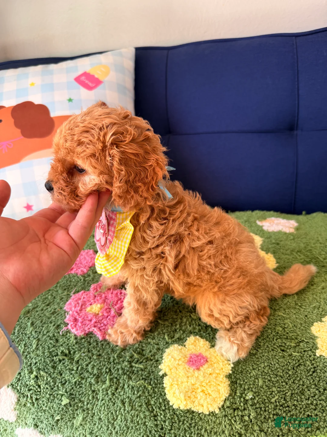 Cavapoo dogs for sale: Lucy - Ad 2