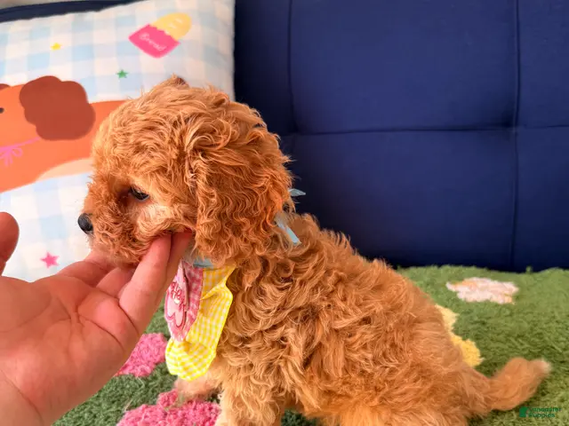 Cavapoo dogs for sale: Lucy - Ad 2