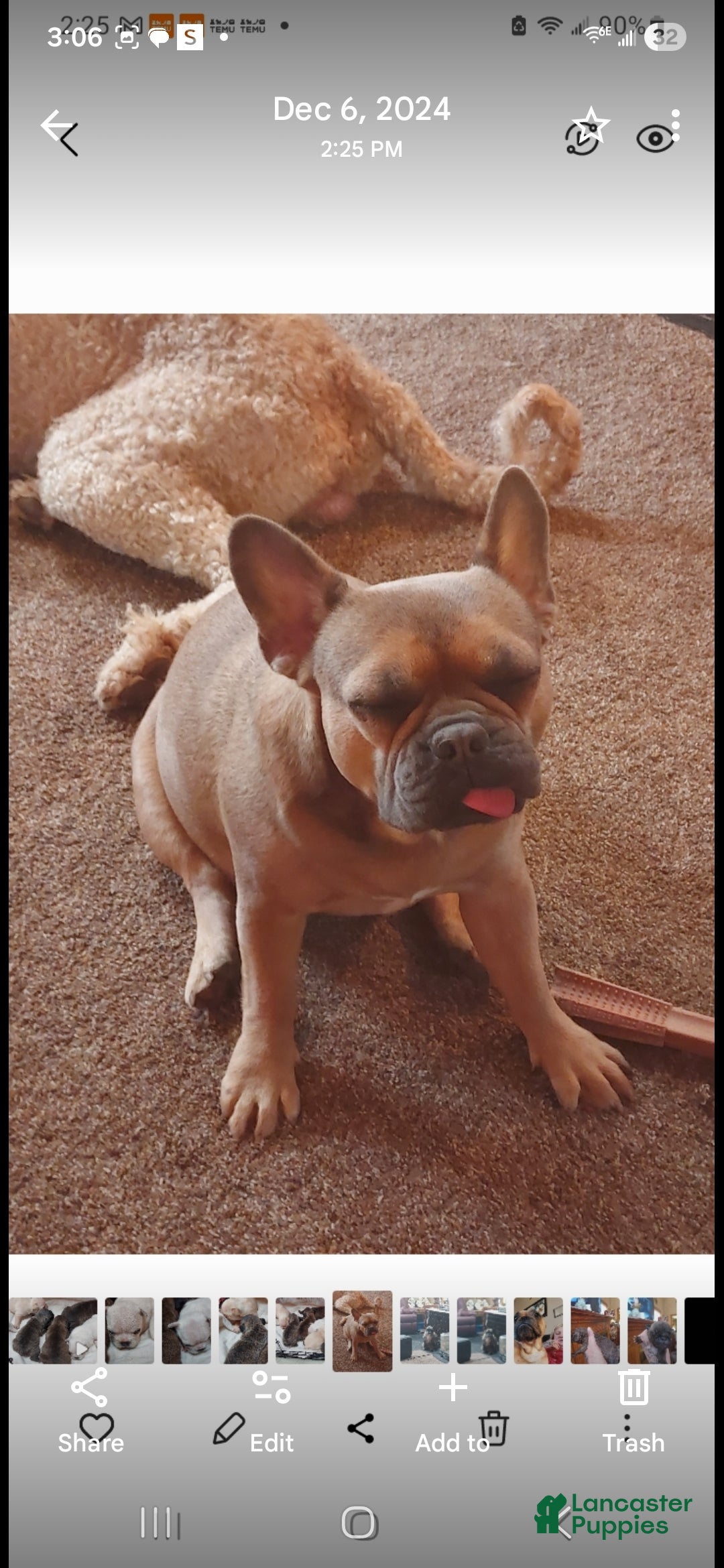 Frenchton dogs for sale: Frenchton Puppy 1 - Ad 9