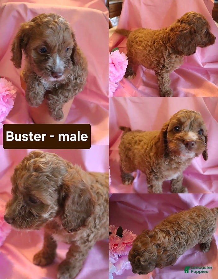Cockapoo dogs Buster - Ad 10