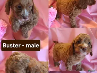 Cockapoo dogs Buster - Ad 10