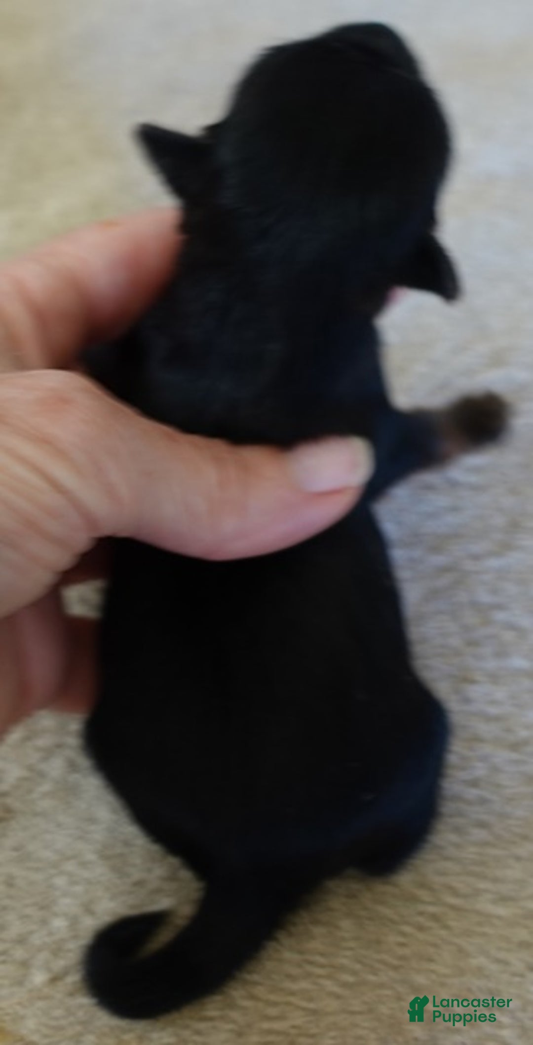 Yorkshire Terrier dogs for sale: Kismet black face - Ad 8