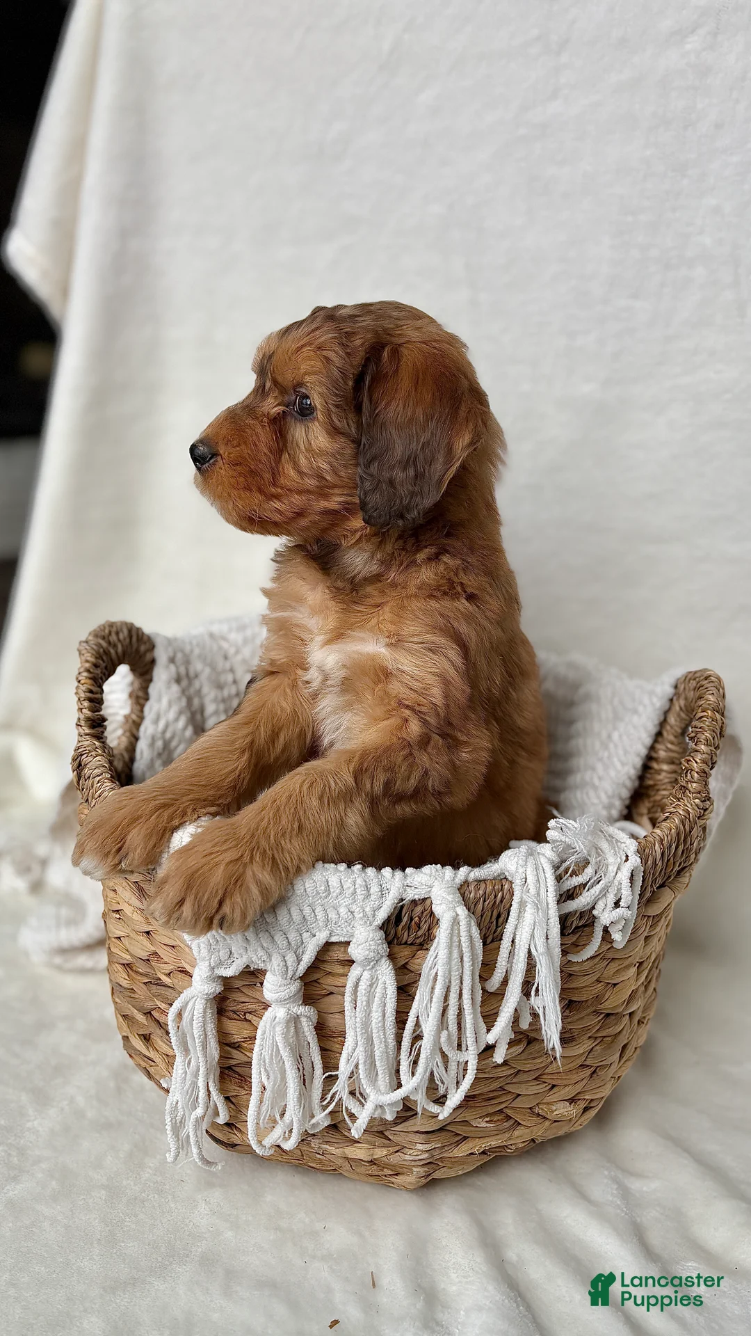 Bernedoodle dogs for sale: Bruno - Ad 9