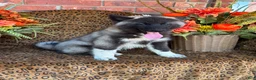 Siberian Husky dogs for sale: Rex - Ad 6